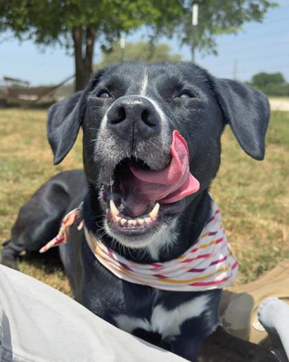 Diva, Adoptable, Adult Female Mixed Breed & Mixed Breed.