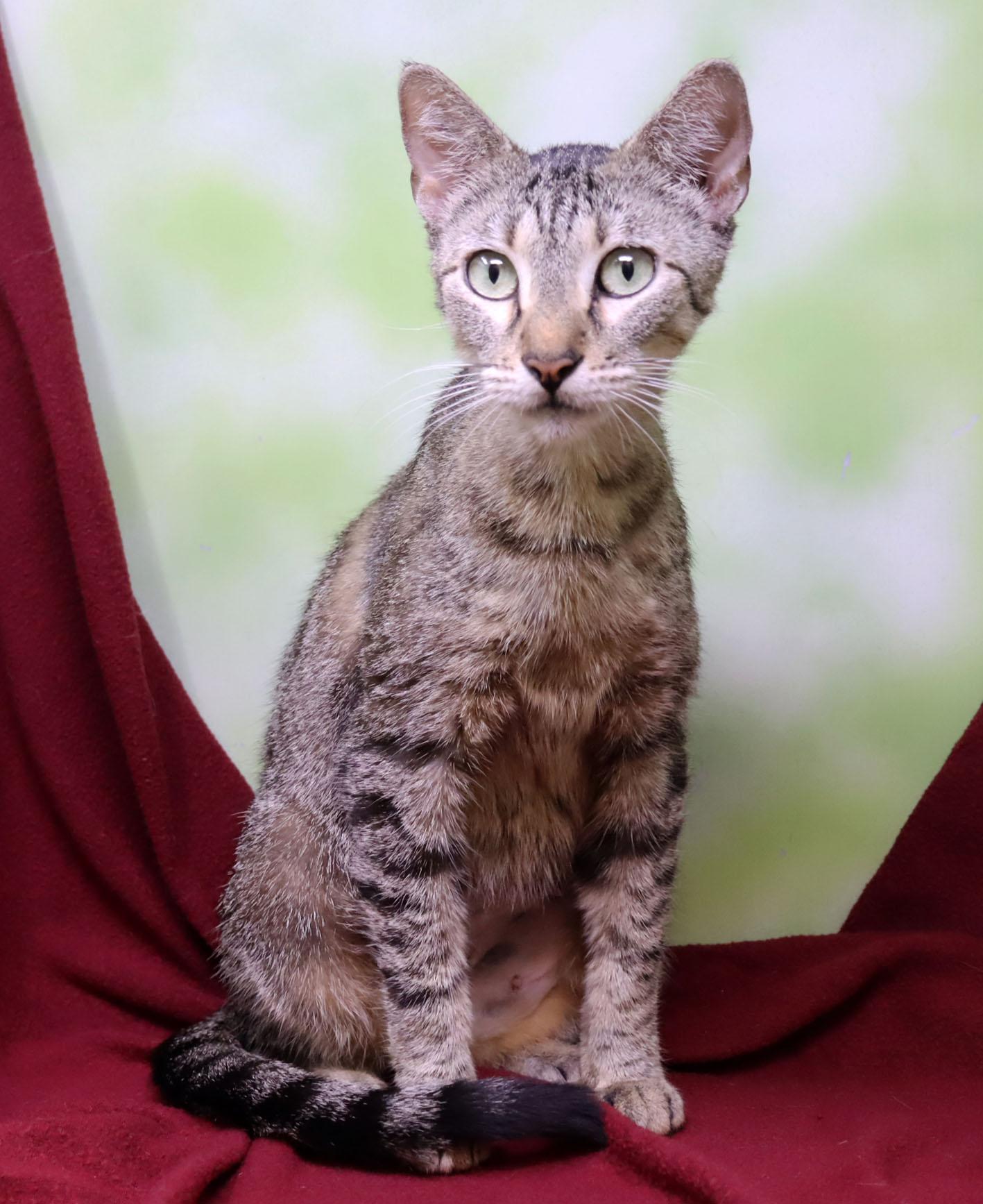 Korra, a Adoptable Domestic Short Hair in Tierra Verde, FL image 2/3