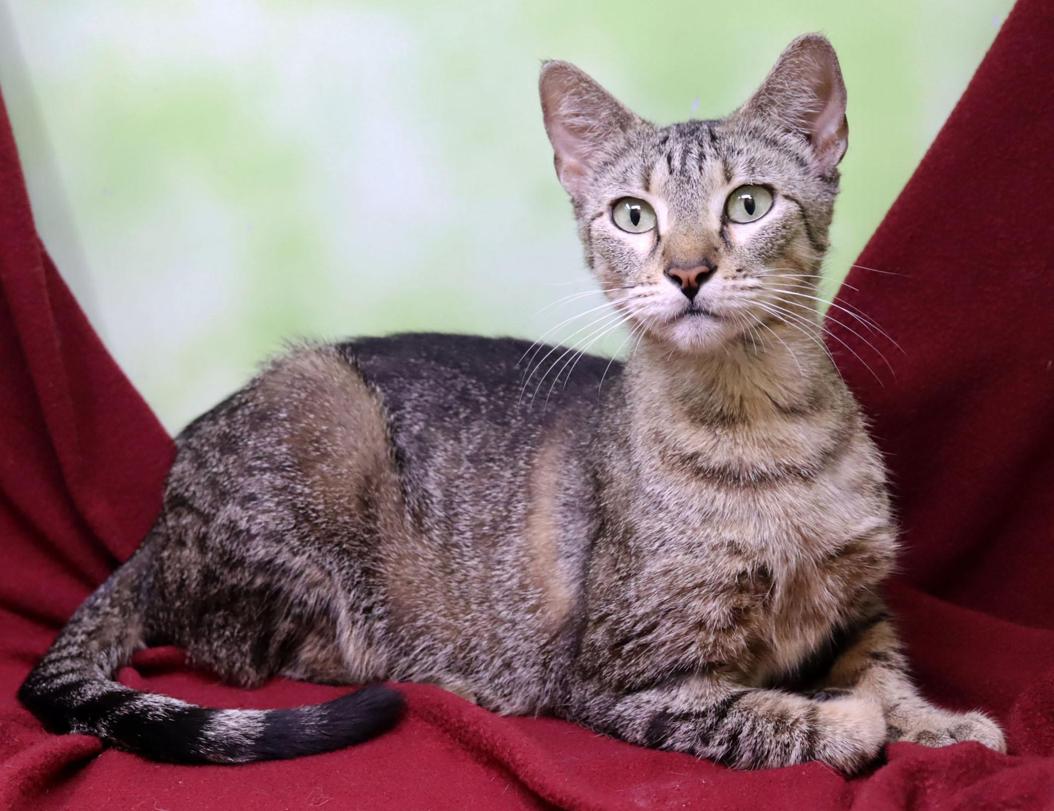 Korra, a Adoptable Domestic Short Hair in Tierra Verde, FL image 3/3