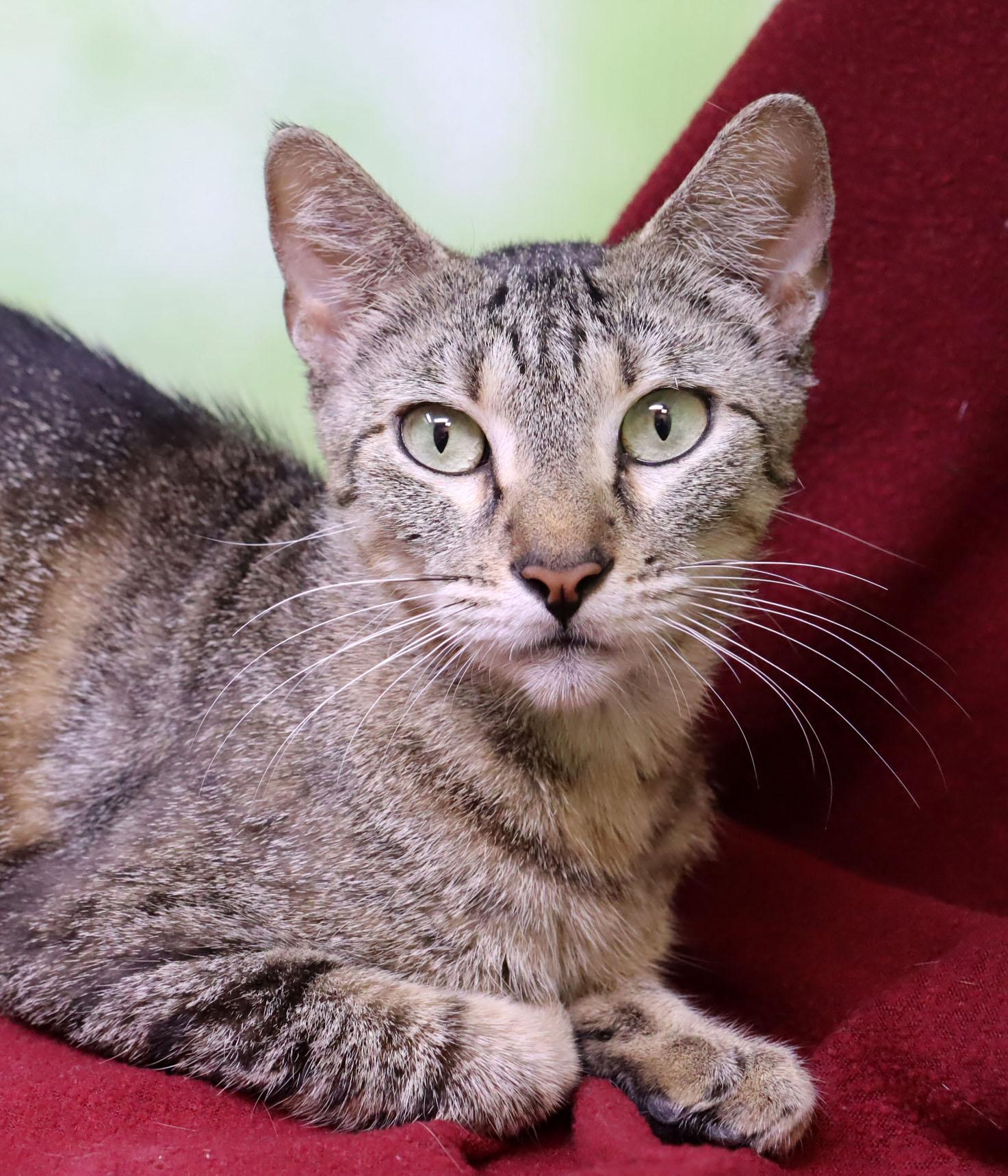 Korra, a Adoptable Domestic Short Hair in Tierra Verde, FL image 1/3