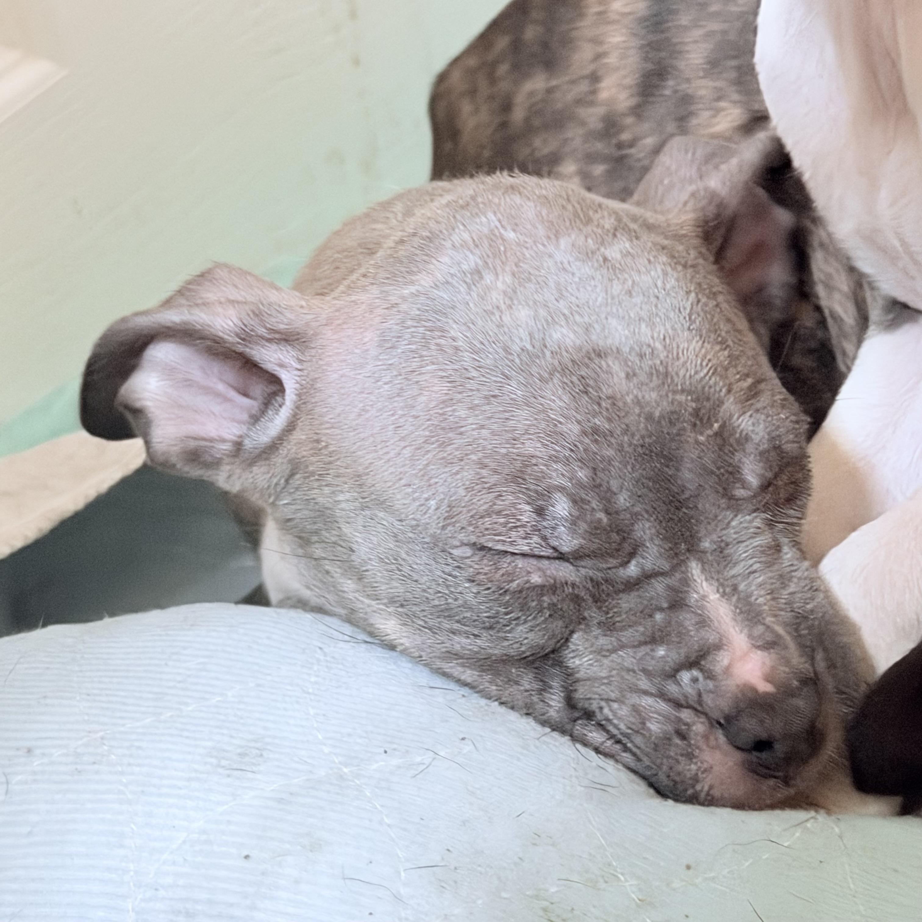 Ella, adopted, Puppy Female Pit Bull Terrier.