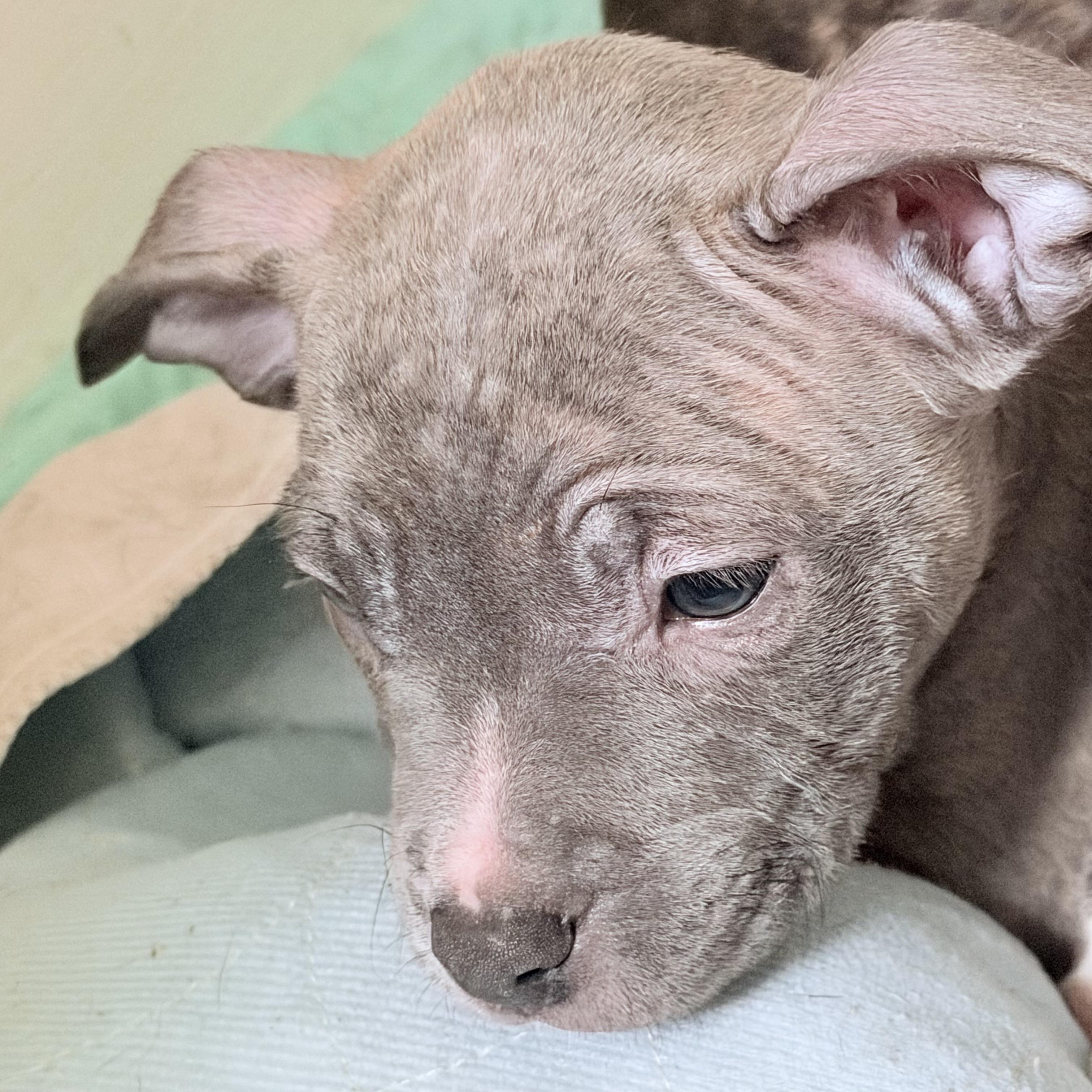 Enlarge Ella, an adopted mixed breed in Wilmington, IL image 2/2