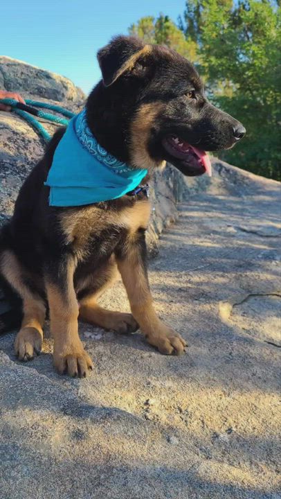 Enlarge Big Bear, a Adopted mixed breed in Temecula, CA video 6/11