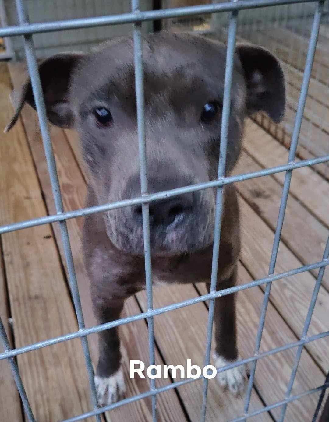Rambo