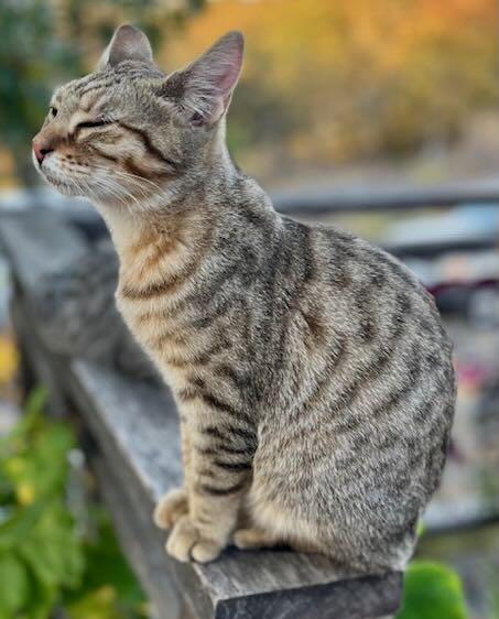 Enlarge Pickles & Oliver, a Adoptable Tabby in Portland, OR image 3/6
