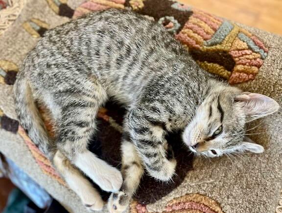Enlarge Pickles & Oliver, a Adoptable Tabby in Portland, OR image 5/6