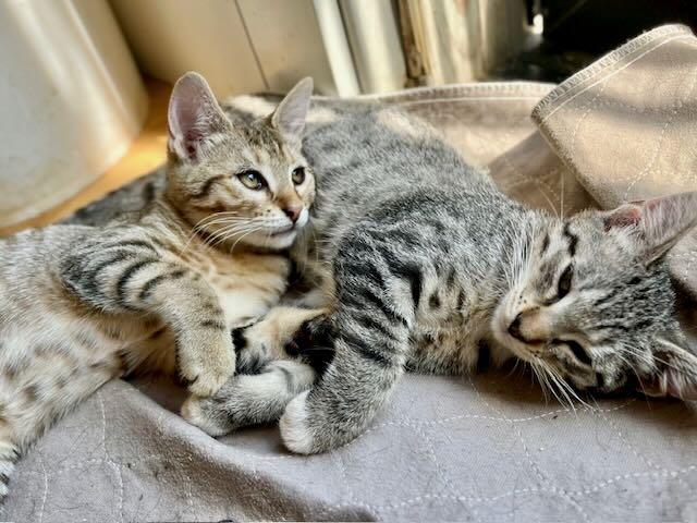 Pickles & Oliver, Adoptable, Kitten Female Tabby.