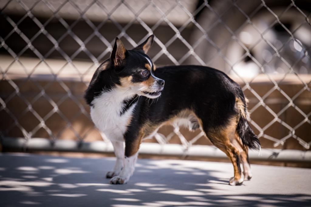 Halpert, Adoptable, Young Male Chihuahua.