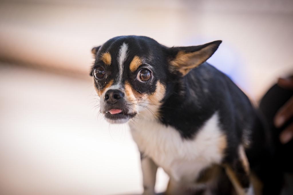 Enlarge Halpert, a Adoptable Chihuahua in Twentynine Palms, CA image 2/5