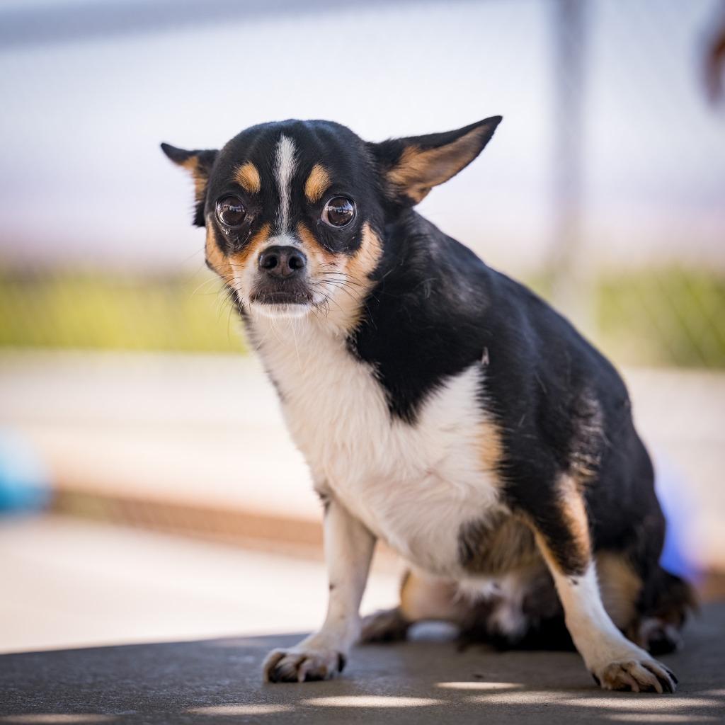 Enlarge Halpert, a Adoptable Chihuahua in Twentynine Palms, CA image 3/5