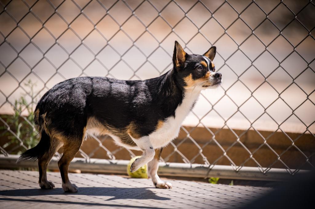 Enlarge Halpert, a Adoptable Chihuahua in Twentynine Palms, CA image 4/5