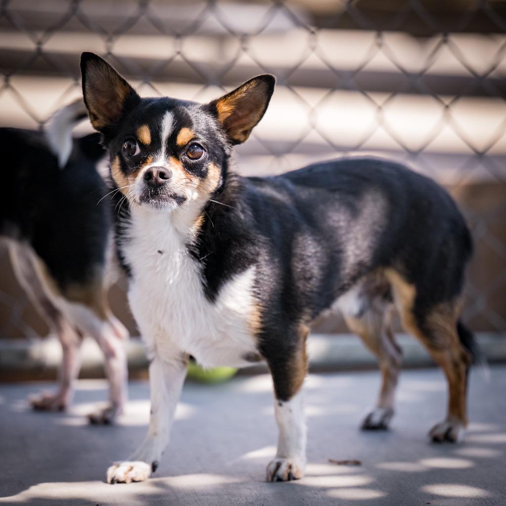 Enlarge Halpert, a Adoptable Chihuahua in Twentynine Palms, CA image 5/5