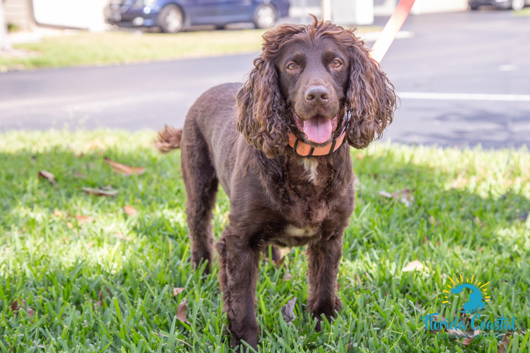 Enlarge Yogi Bear, a Adoptable Boykin Spaniel in Cape Coral, FL image 1/6