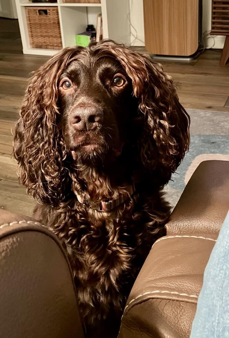 Enlarge Yogi Bear, a Adoptable Boykin Spaniel in Cape Coral, FL image 2/6