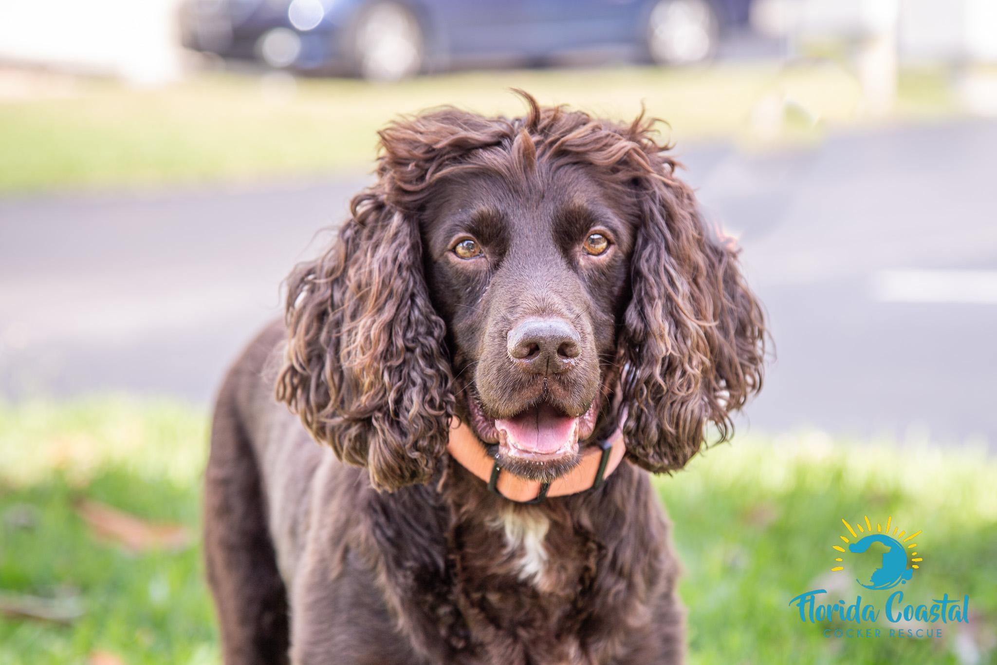 Enlarge Yogi Bear, a Adoptable Boykin Spaniel in Cape Coral, FL image 3/6