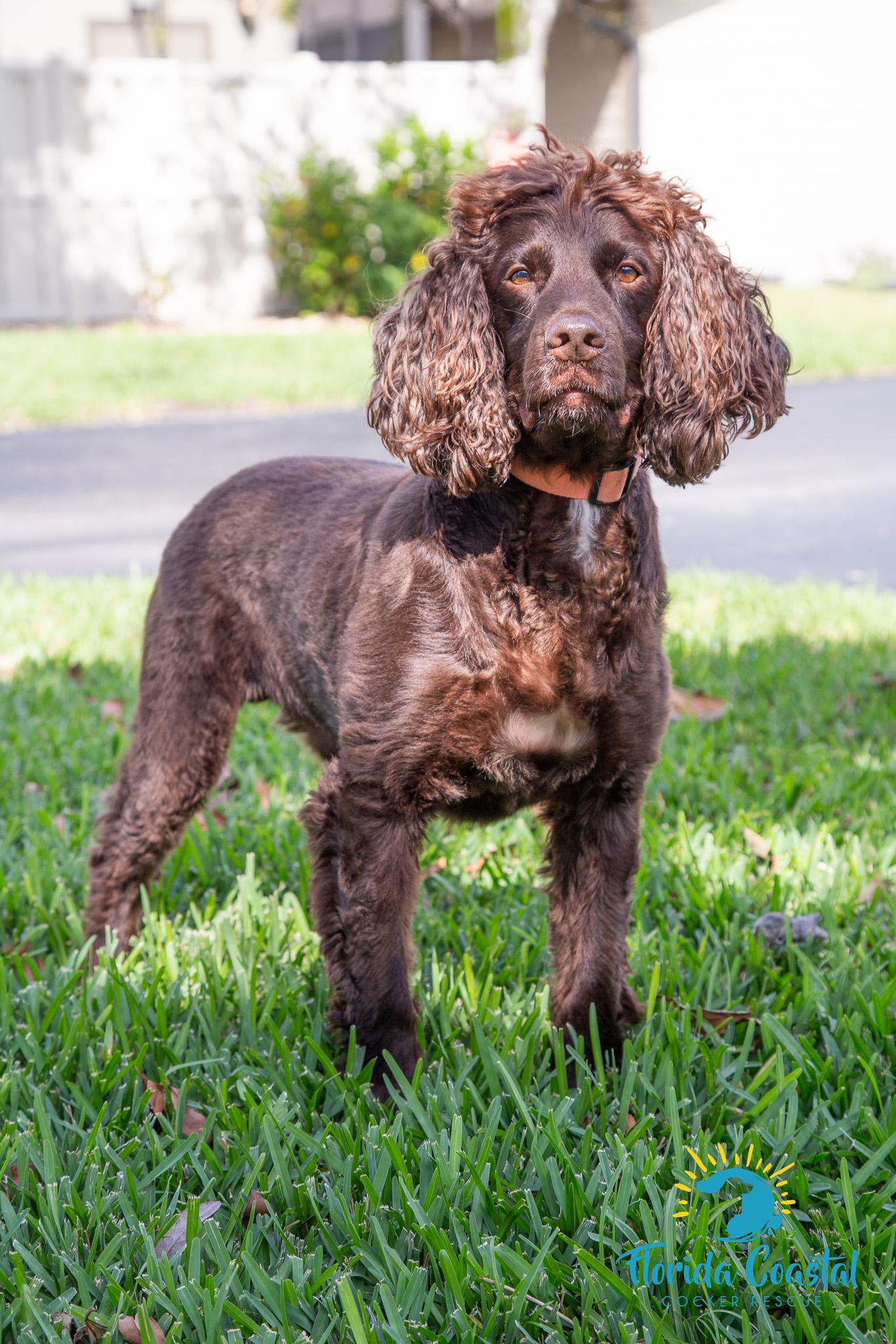 Enlarge Yogi Bear, a Adoptable Boykin Spaniel in Cape Coral, FL image 4/6