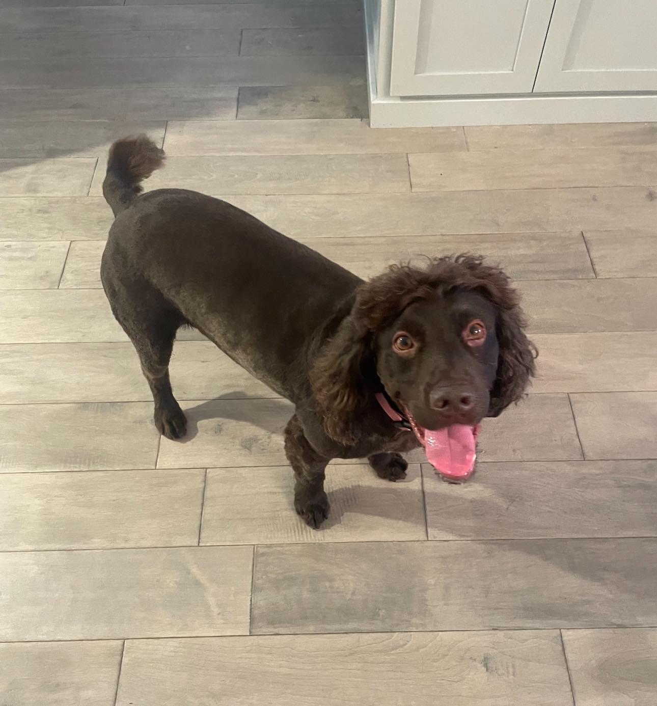 Enlarge Yogi Bear, a Adoptable Boykin Spaniel in Cape Coral, FL image 5/6