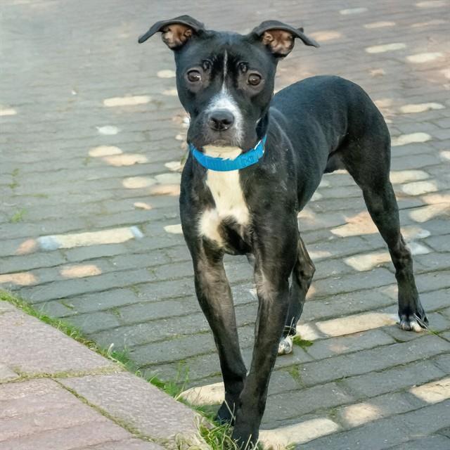 Enlarge REMI, a Adoptable mixed breed in St. Louis, MO image 1/1