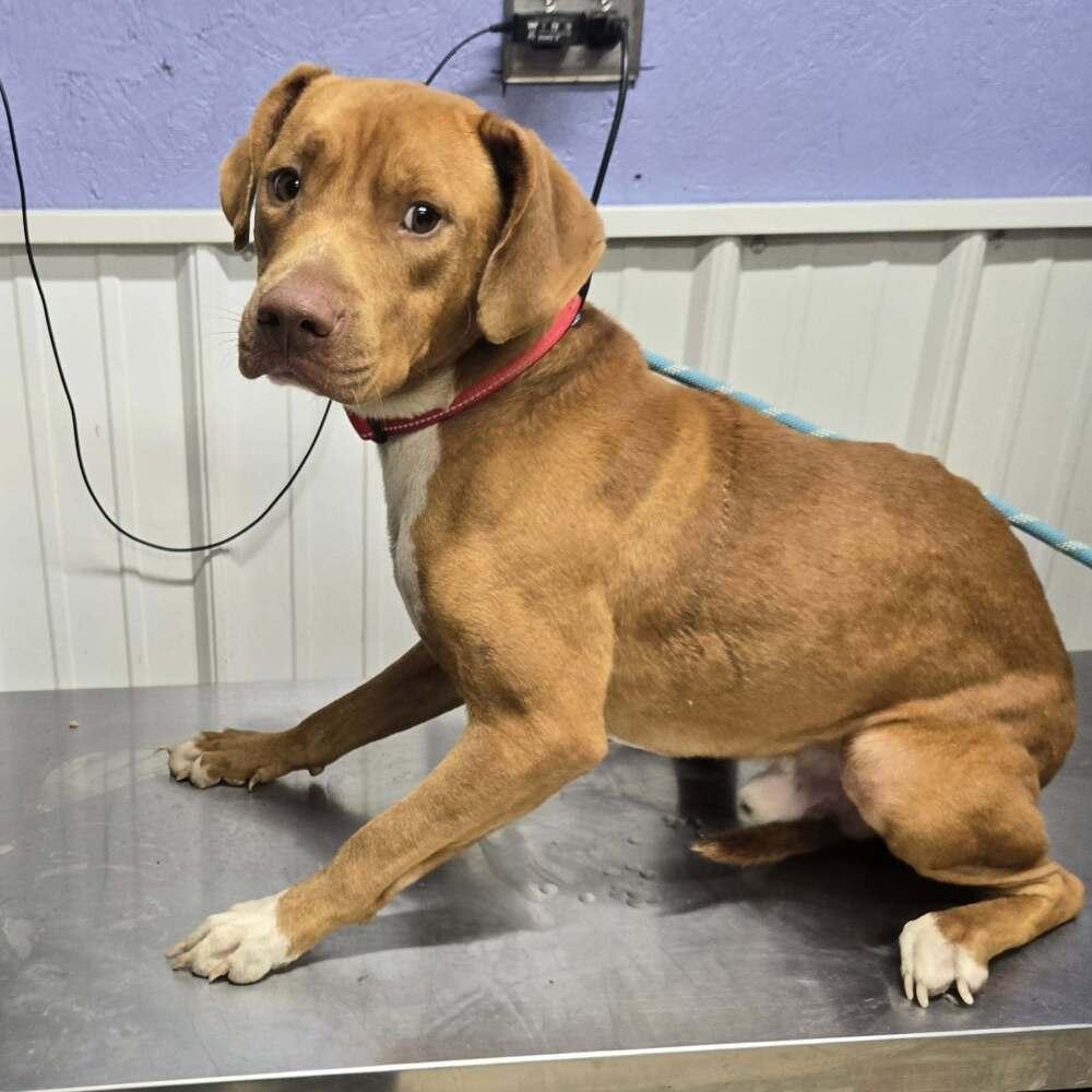 Enlarge Blaze, a Adoptable Labrador Retriever in Waverly, OH image 1/1