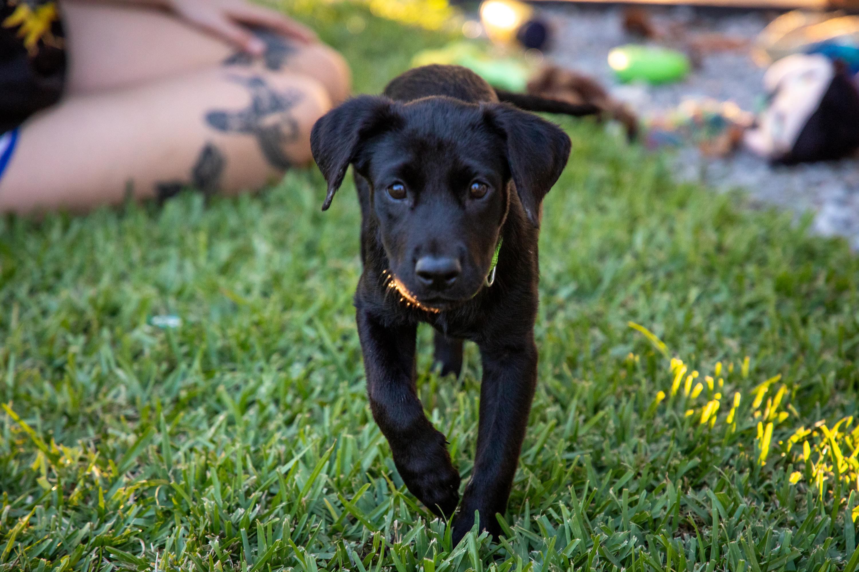 Buttercup, Adopted, Puppy Female Black Labrador Retriever.