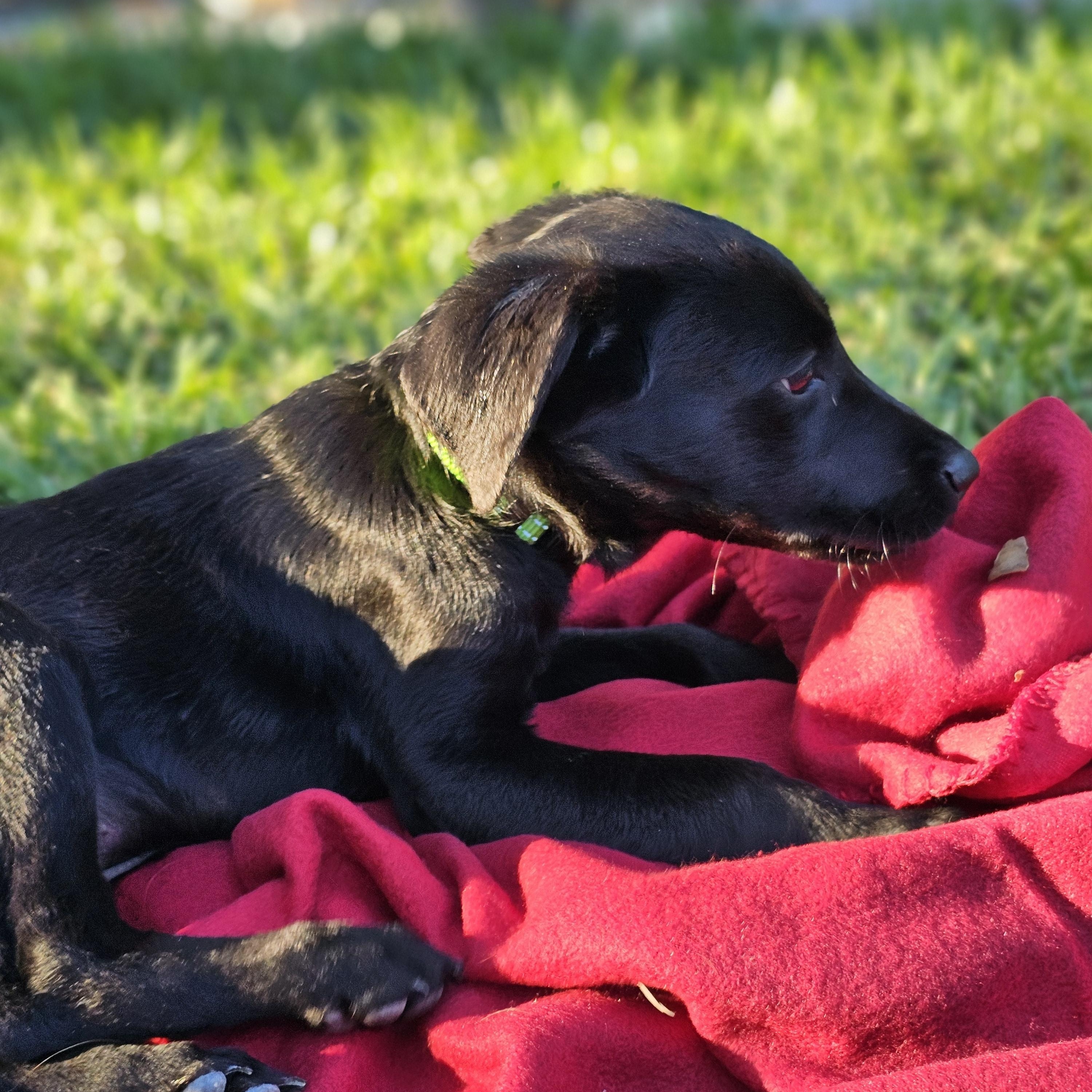 Buttercup, a Adopted Black Labrador Retriever in Zachary, LA image 6/6