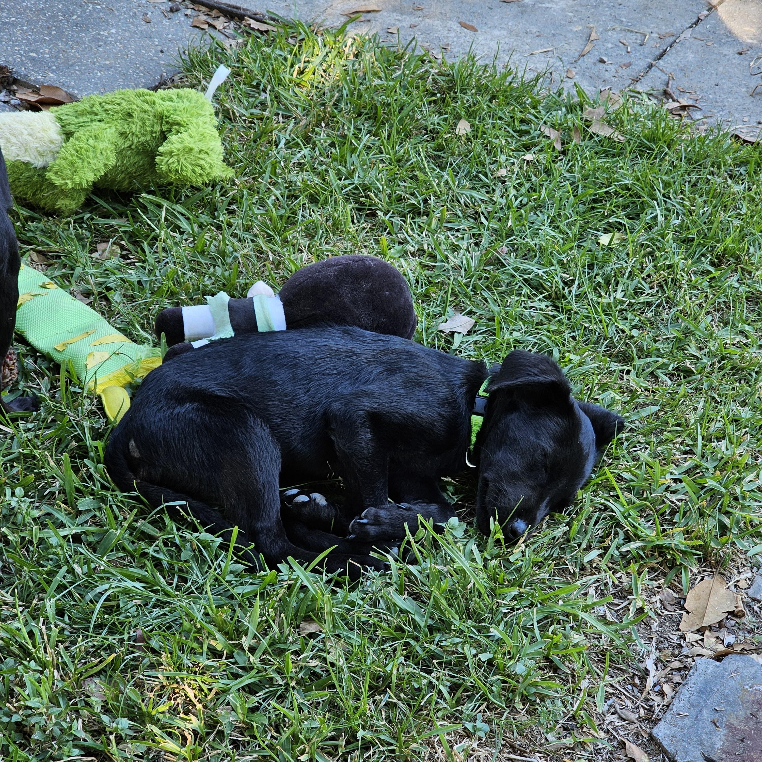 Buttercup, a Adopted Black Labrador Retriever in Zachary, LA image 5/6