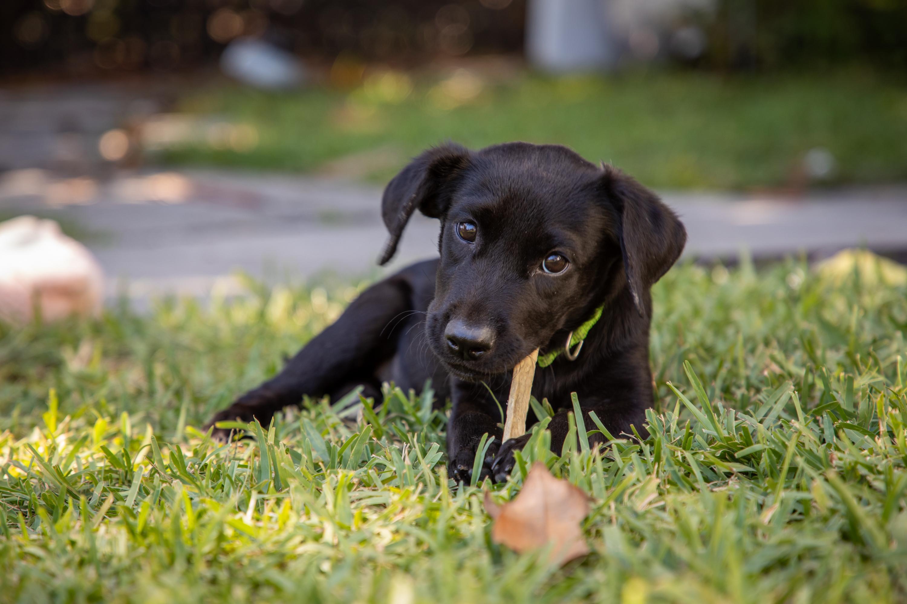 Buttercup, a Adopted Black Labrador Retriever in Zachary, LA image 2/6