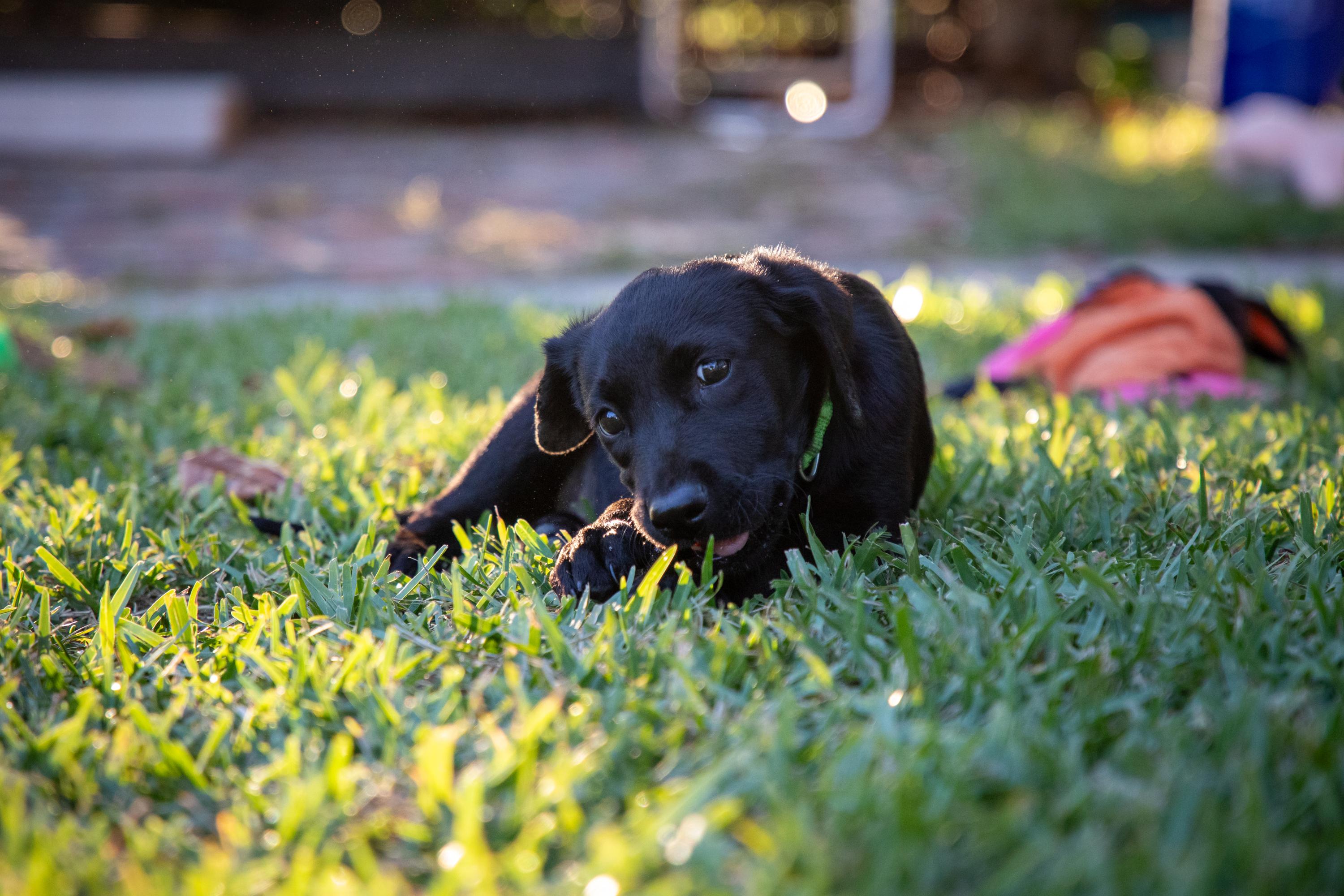 Buttercup, a Adopted Black Labrador Retriever in Zachary, LA image 3/6