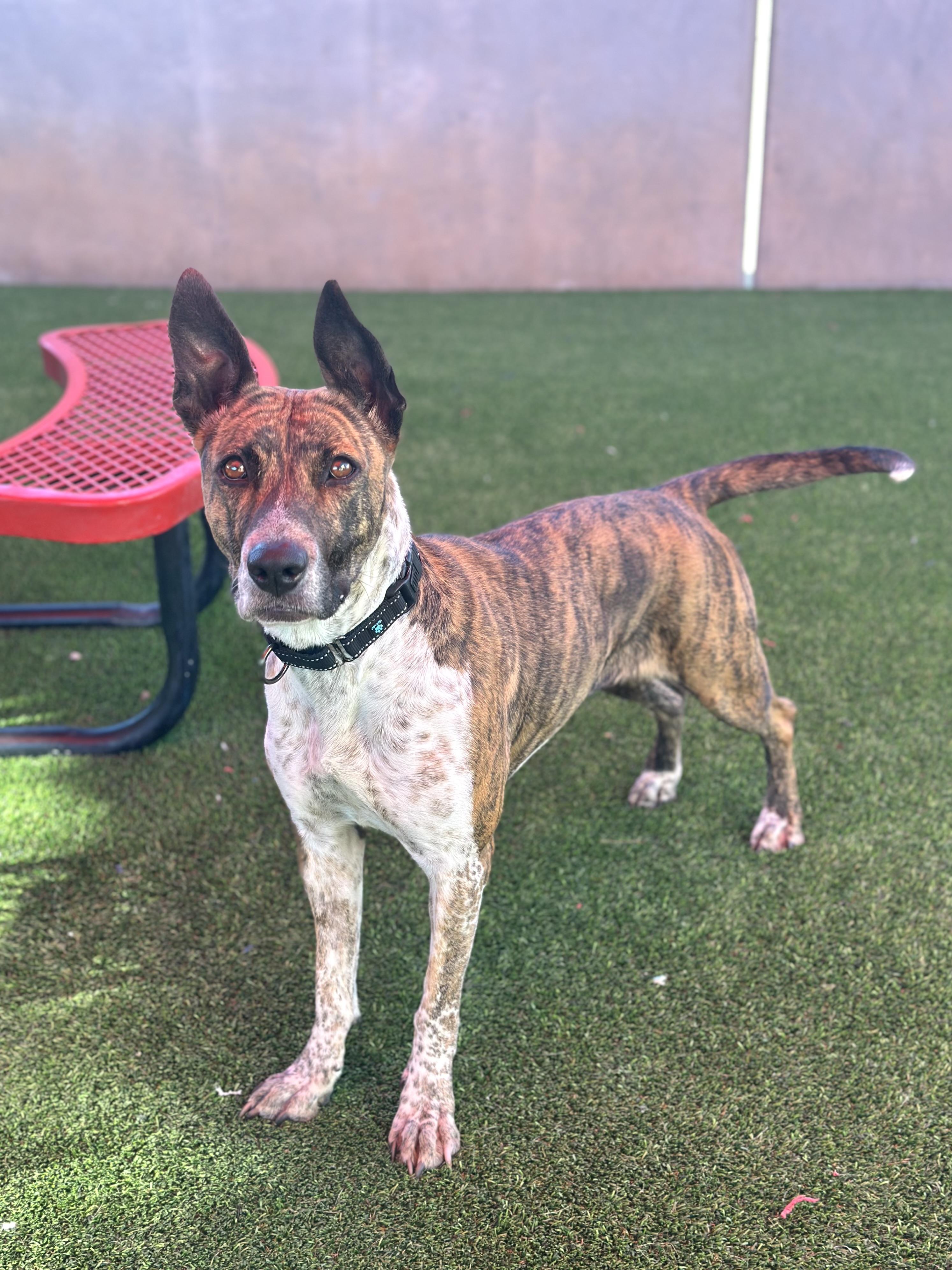 Sidney, a ADOPTABLE mixed breed in Glendale, AZ image 1/4