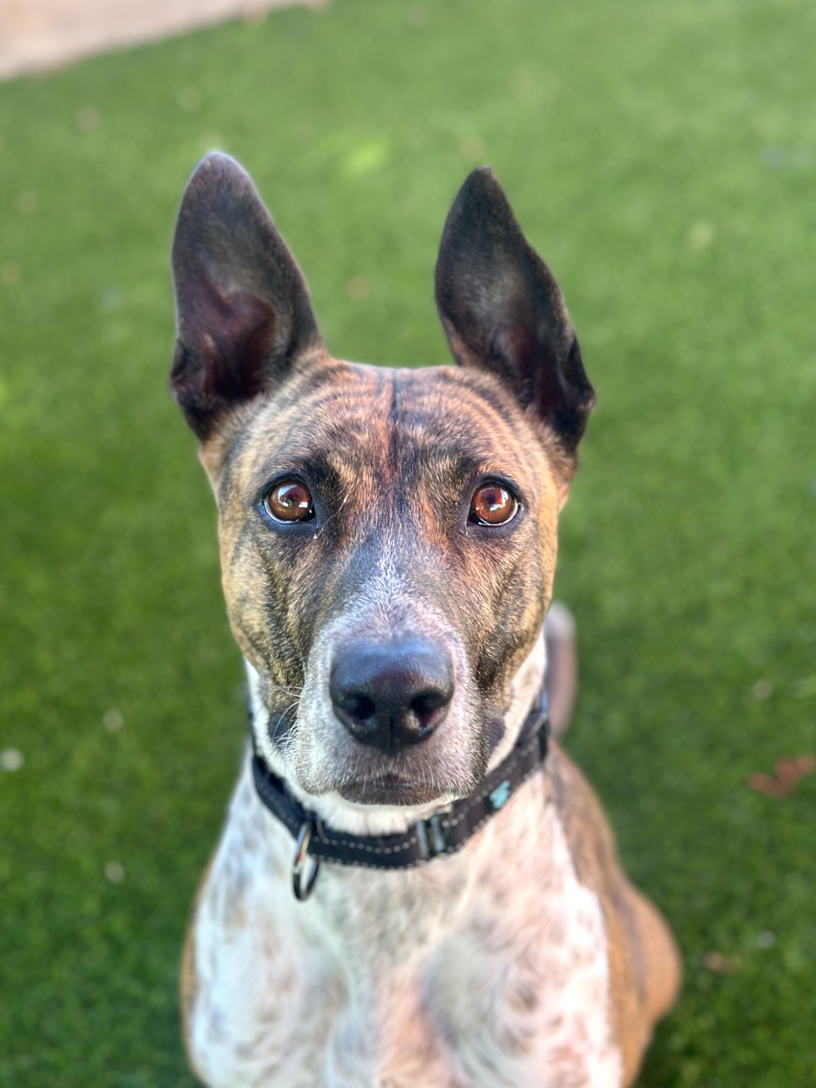 Sidney, a ADOPTABLE mixed breed in Glendale, AZ image 2/4