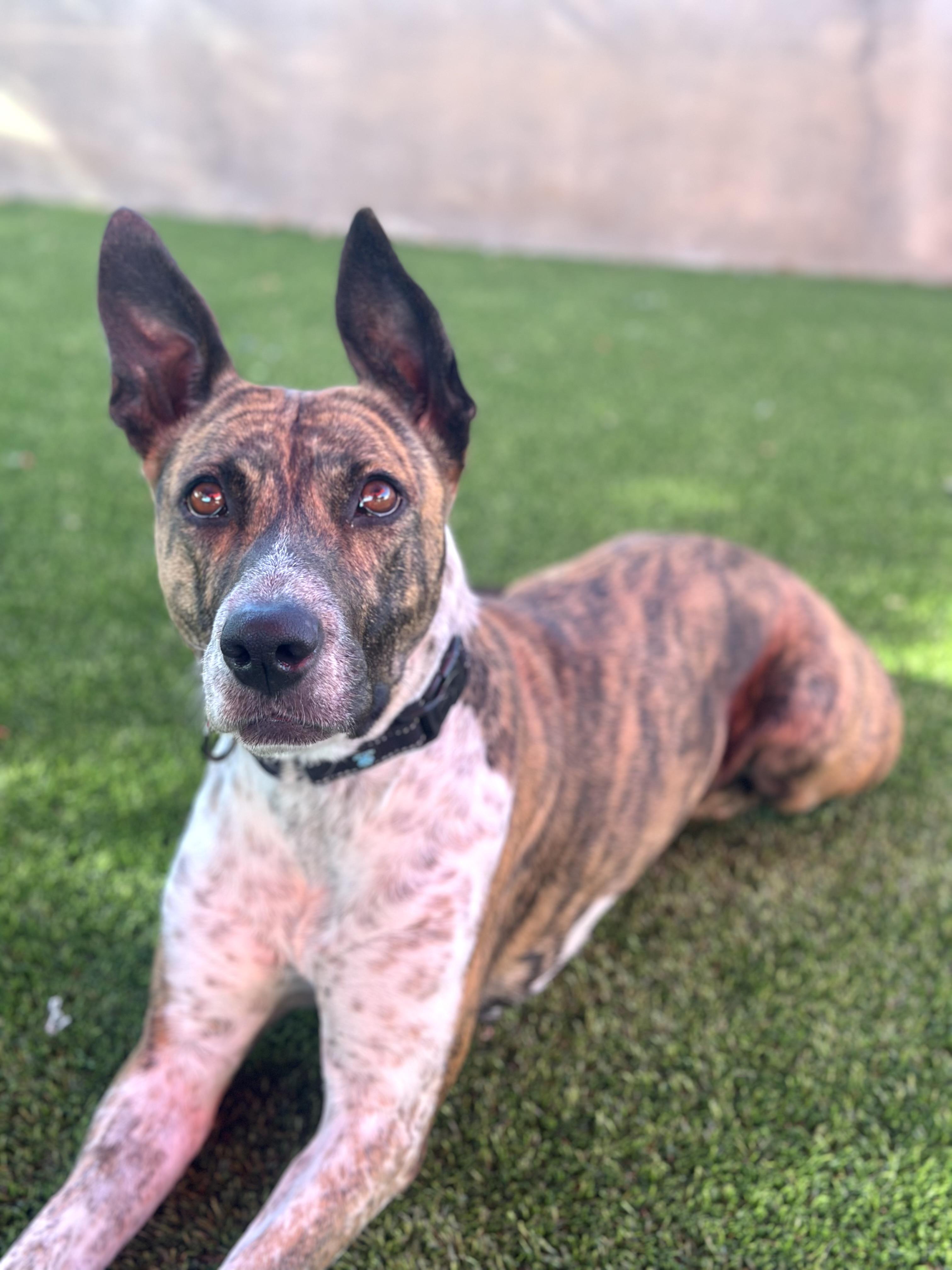 Sidney, a ADOPTABLE mixed breed in Glendale, AZ image 3/4