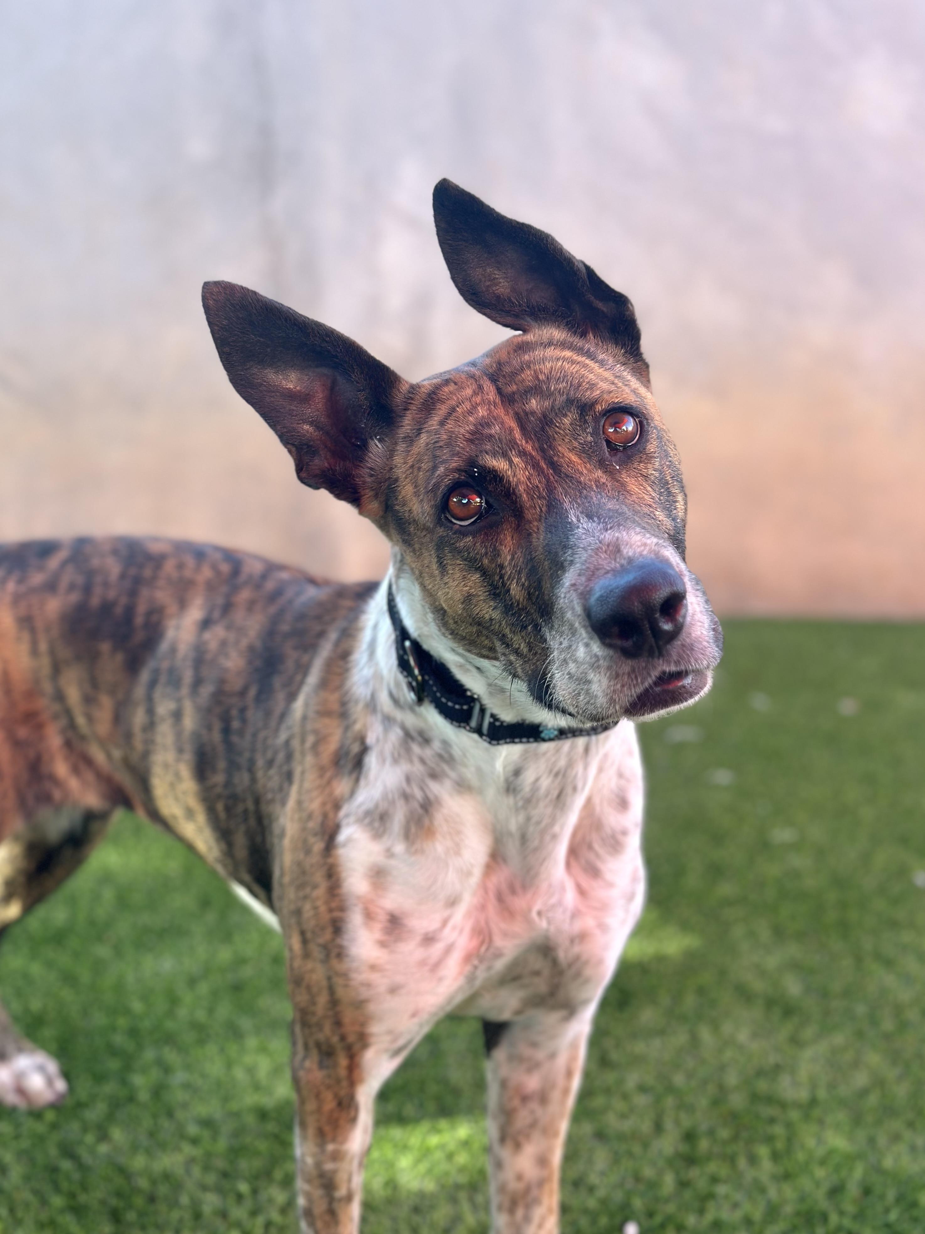 Sidney, a ADOPTABLE mixed breed in Glendale, AZ image 4/4