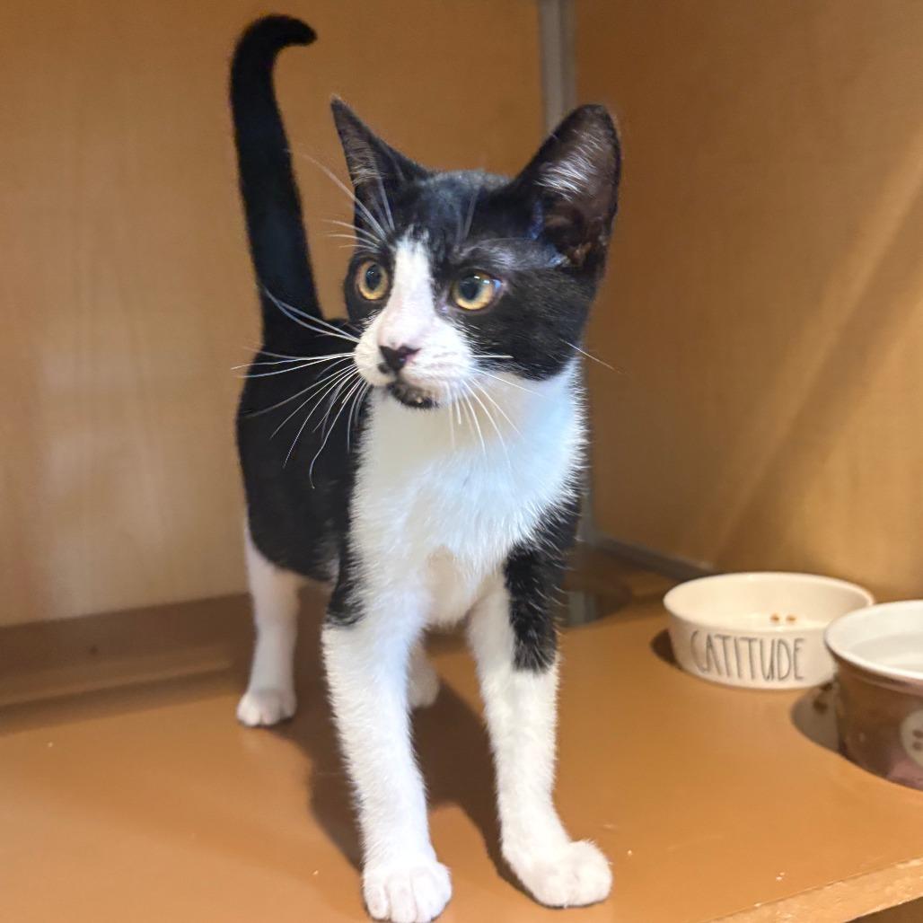 Winslet, Adoptable, Kitten Female Domestic Short Hair.