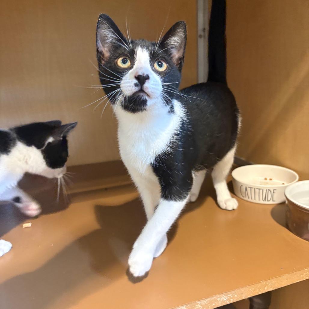Enlarge Winslet, a Adoptable Domestic Short Hair in Chesapeake, VA image 2/3