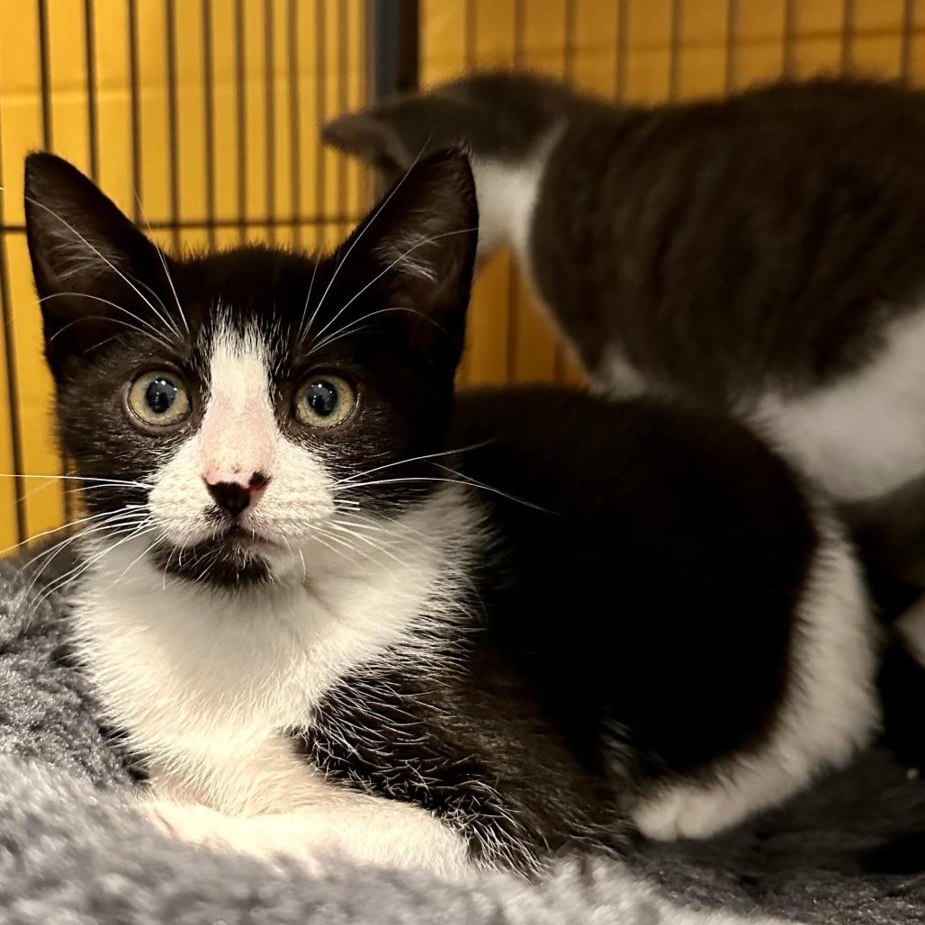Winslet, Adoptable, Kitten Female Domestic Short Hair.