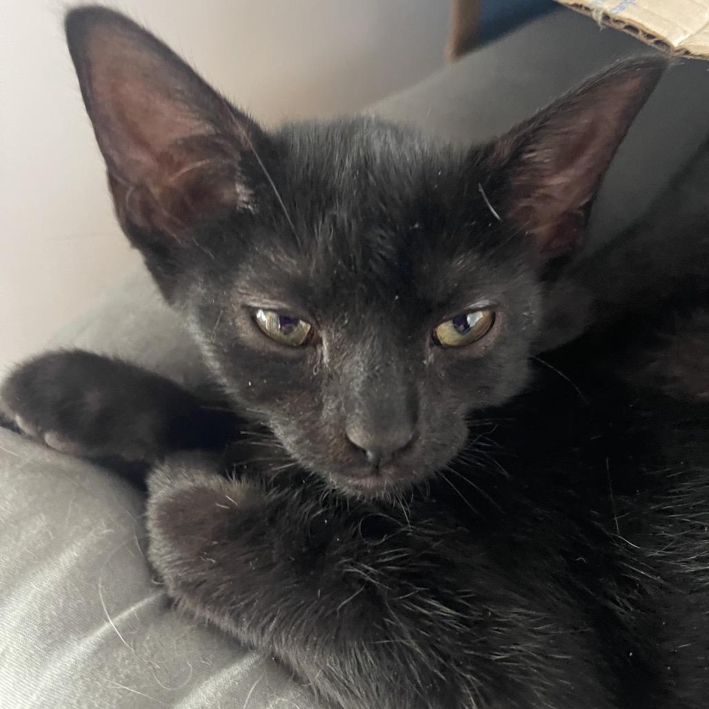 Melody, Adoptable, Kitten Female Domestic Short Hair.