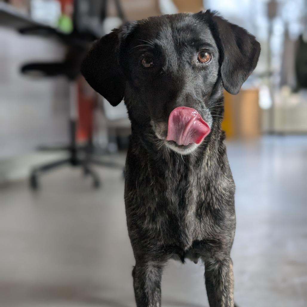 Ginger, Adoptable, Adult Female Mixed Breed.