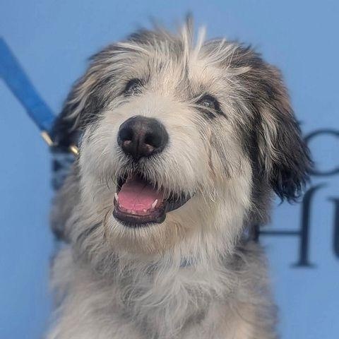 Enlarge Kodak the adorable Huskydoodle-ish, a ADOPTABLE mixed breed in torrance, CA image 1/6