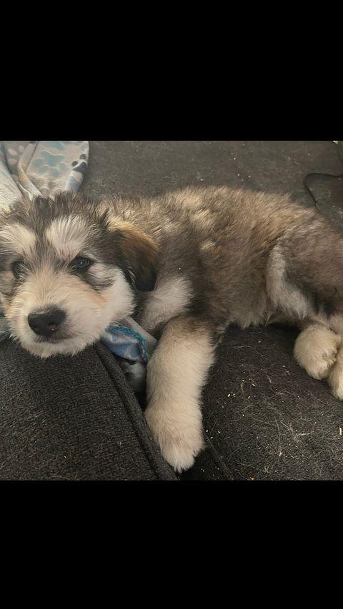 Enlarge Kodak the adorable Huskydoodle-ish, a ADOPTABLE mixed breed in torrance, CA image 6/6