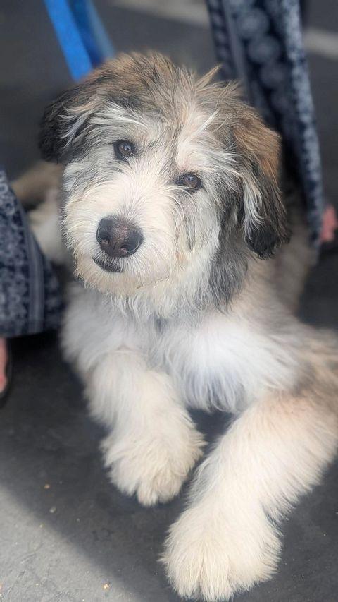 Enlarge Kodak the adorable Huskydoodle-ish, a ADOPTABLE mixed breed in torrance, CA image 3/6