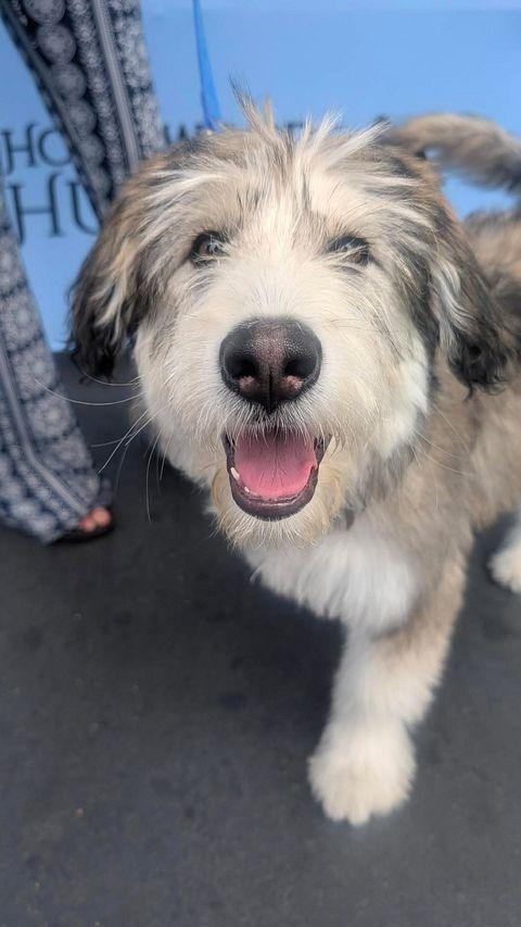 Enlarge Kodak the adorable Huskydoodle-ish, a ADOPTABLE mixed breed in torrance, CA image 2/6