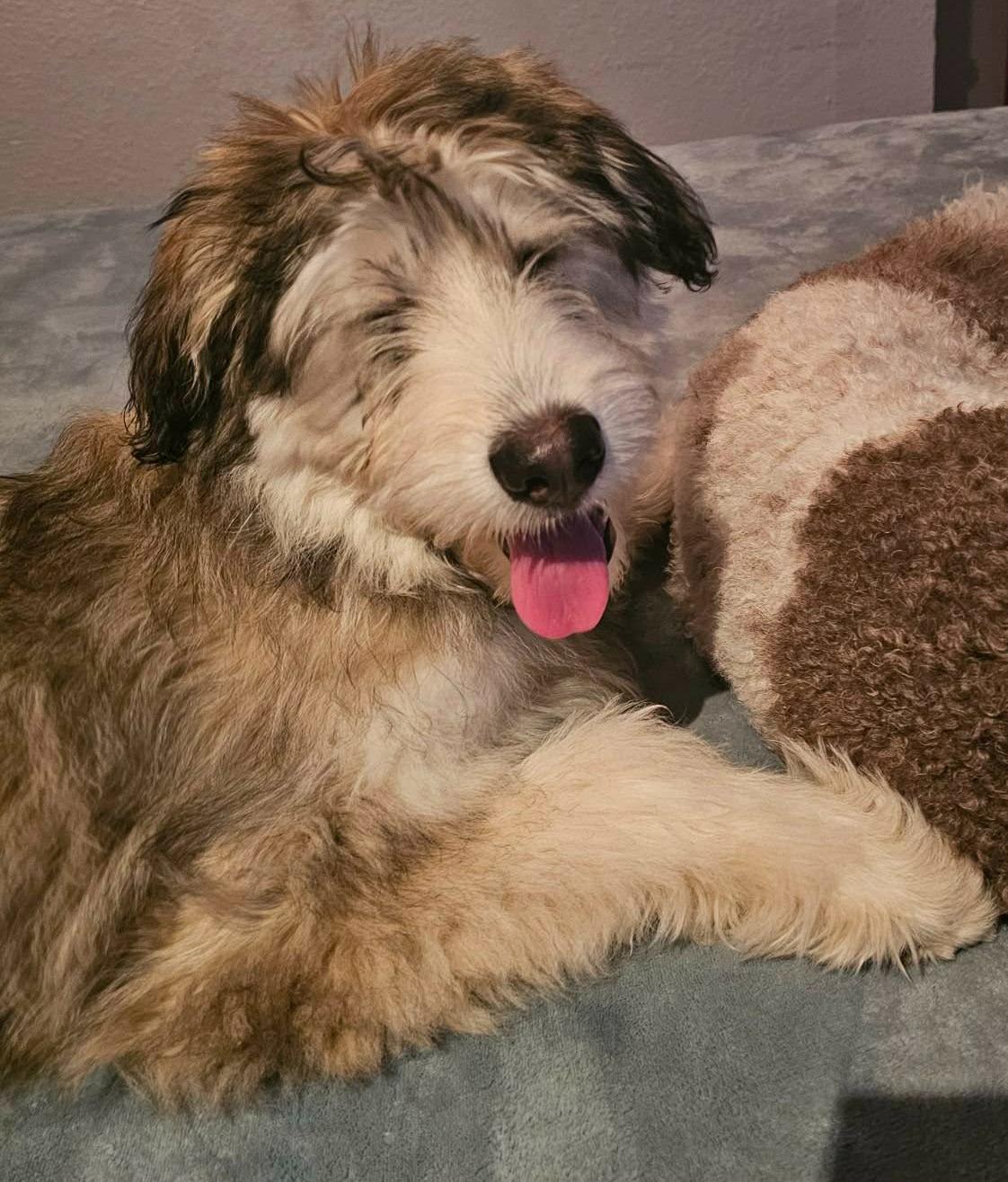 Enlarge Kodak the adorable Huskydoodle-ish, a ADOPTABLE mixed breed in torrance, CA image 4/6