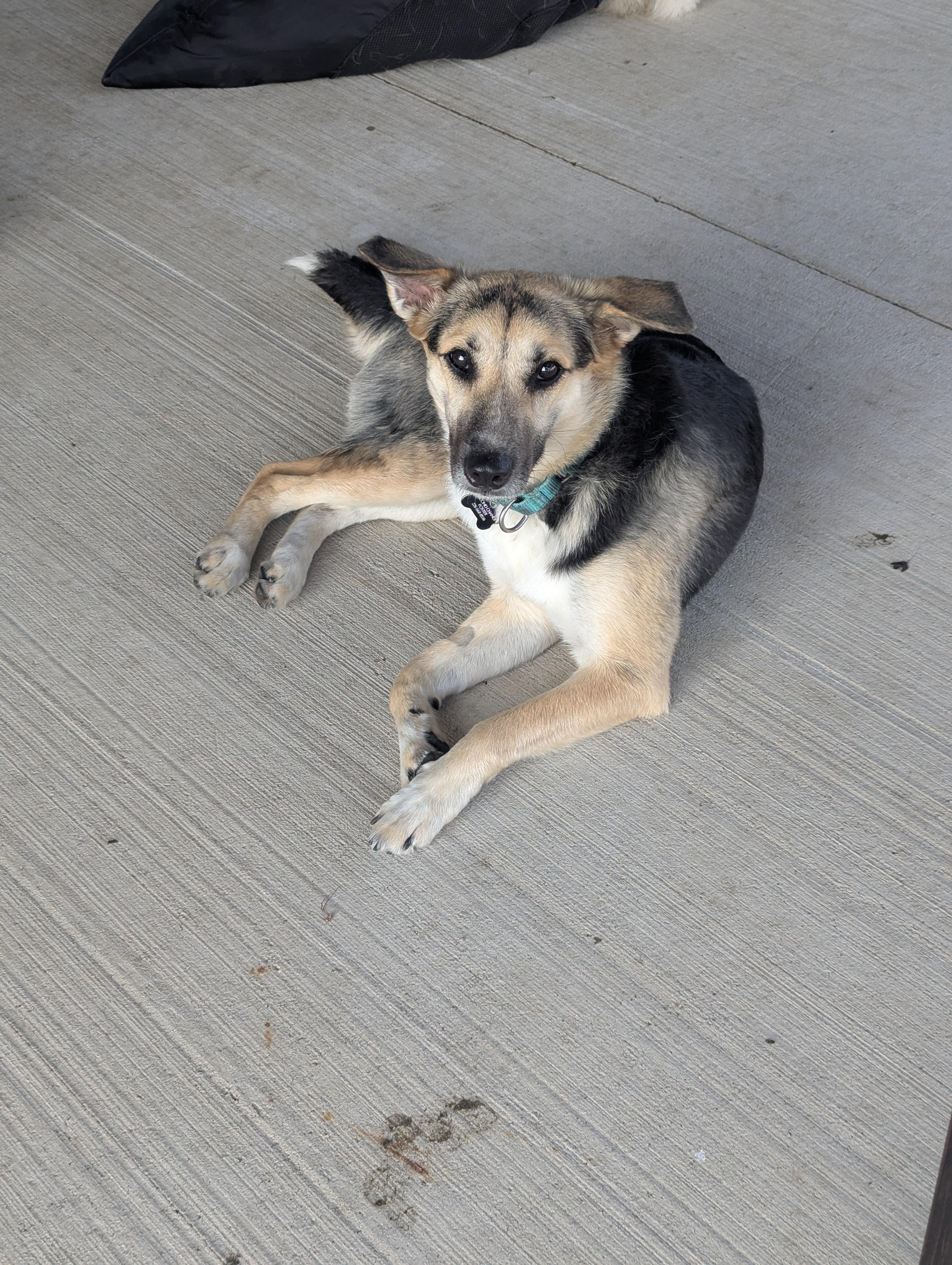 Enlarge Lucy, a Adopted Mixed Breed in Owen Sound, ON image 5/5