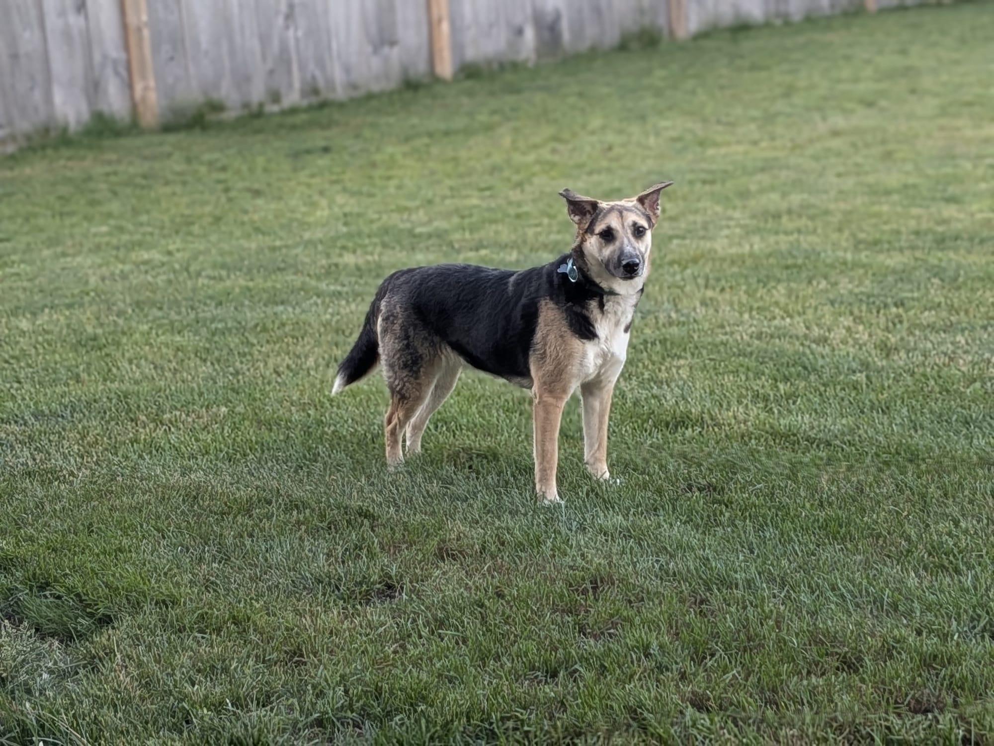 Enlarge Lucy, a Adopted Mixed Breed in Owen Sound, ON image 2/5