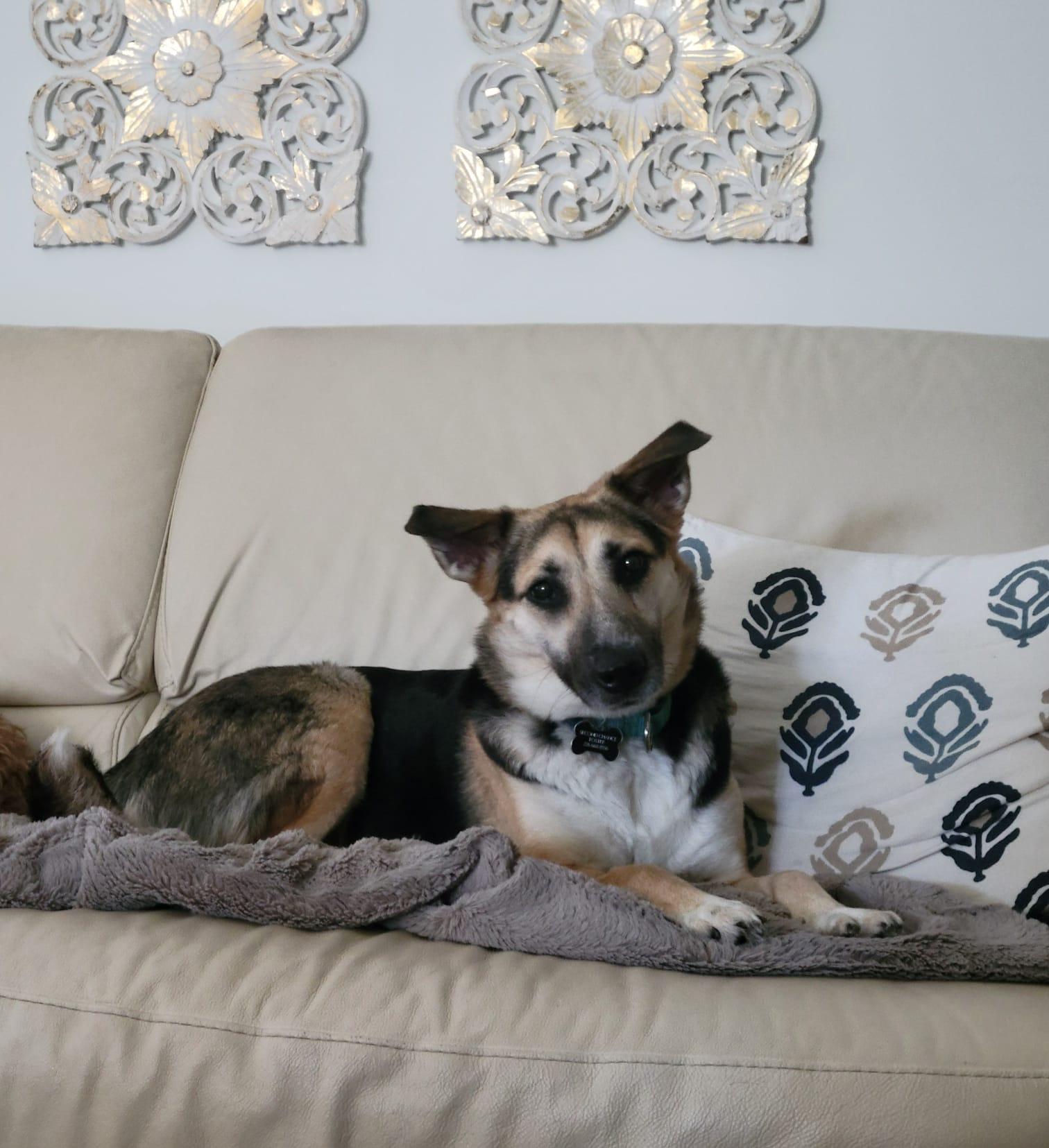 Lucy, ADOPTABLE, Adult Female Mixed Breed.