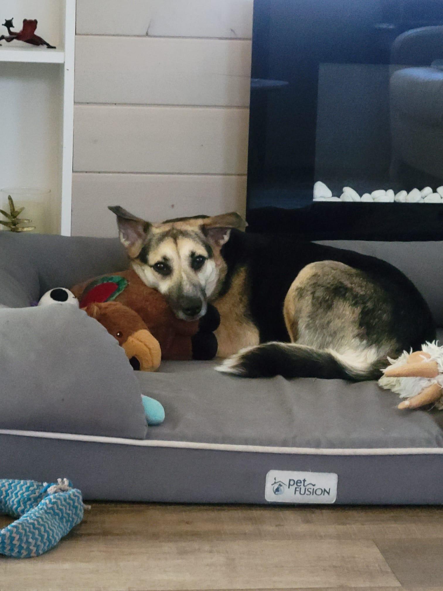 Enlarge Lucy, a Adopted Mixed Breed in Owen Sound, ON image 3/5