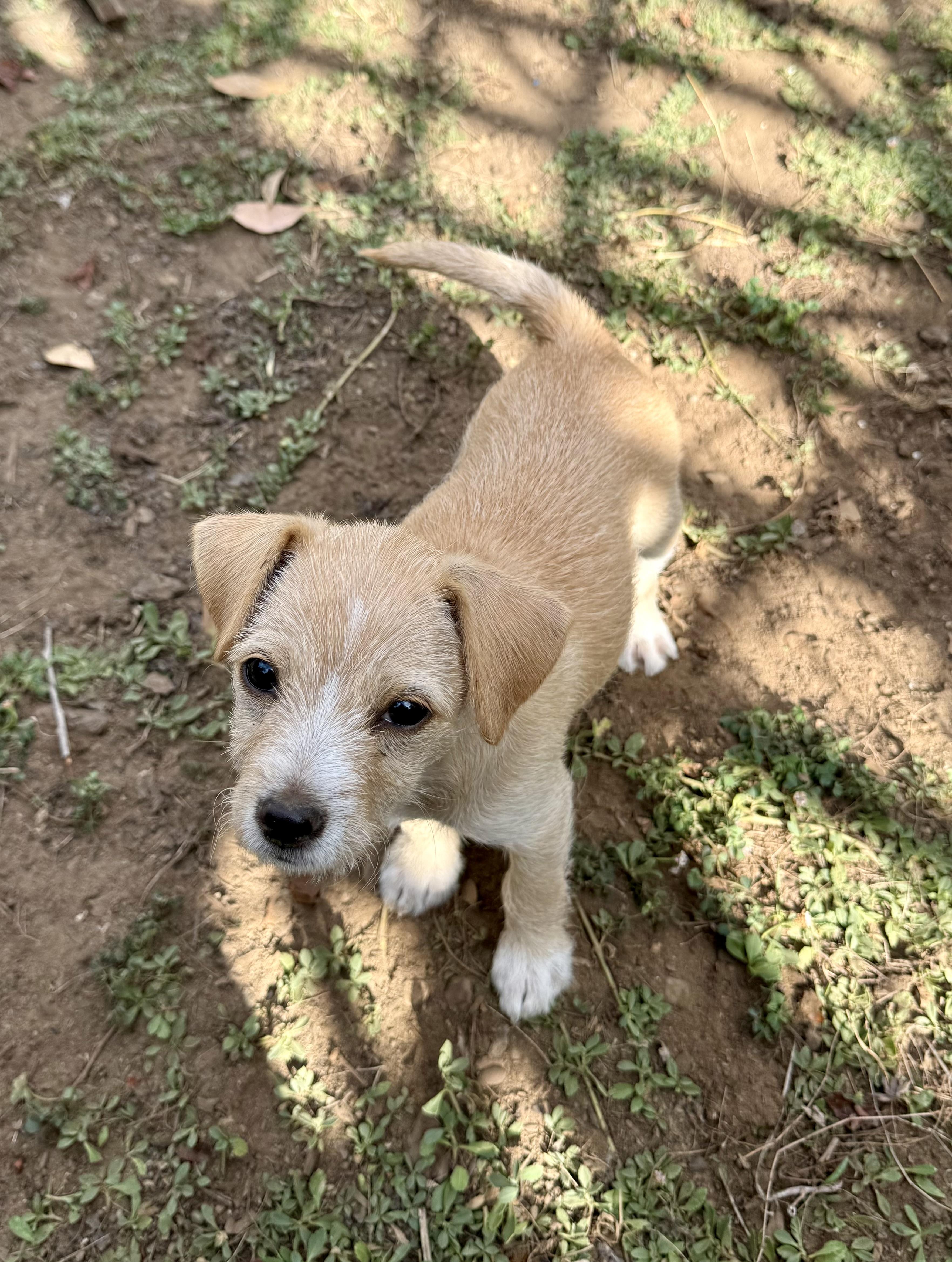 Sol (Sunshine Day Litter), a Adoptable mixed breed in Redwood City, CA image 2/4