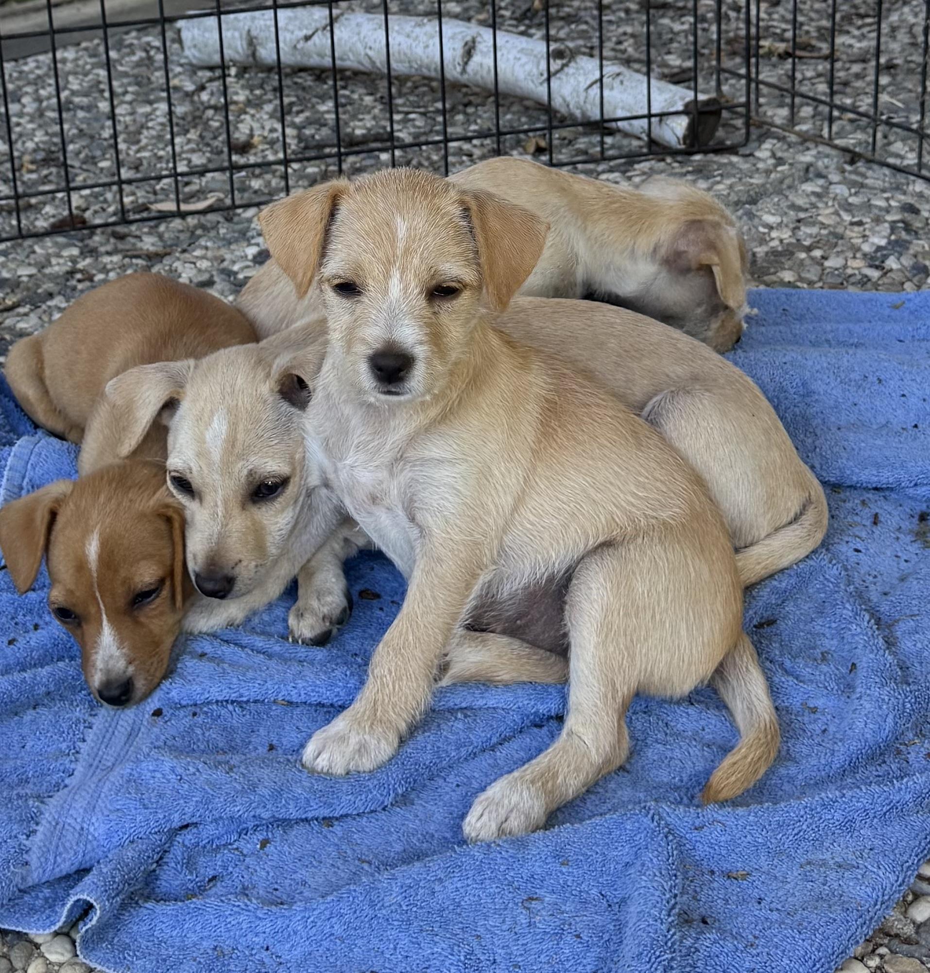 Sol (Sunshine Day Litter), a Adoptable mixed breed in Redwood City, CA image 3/4