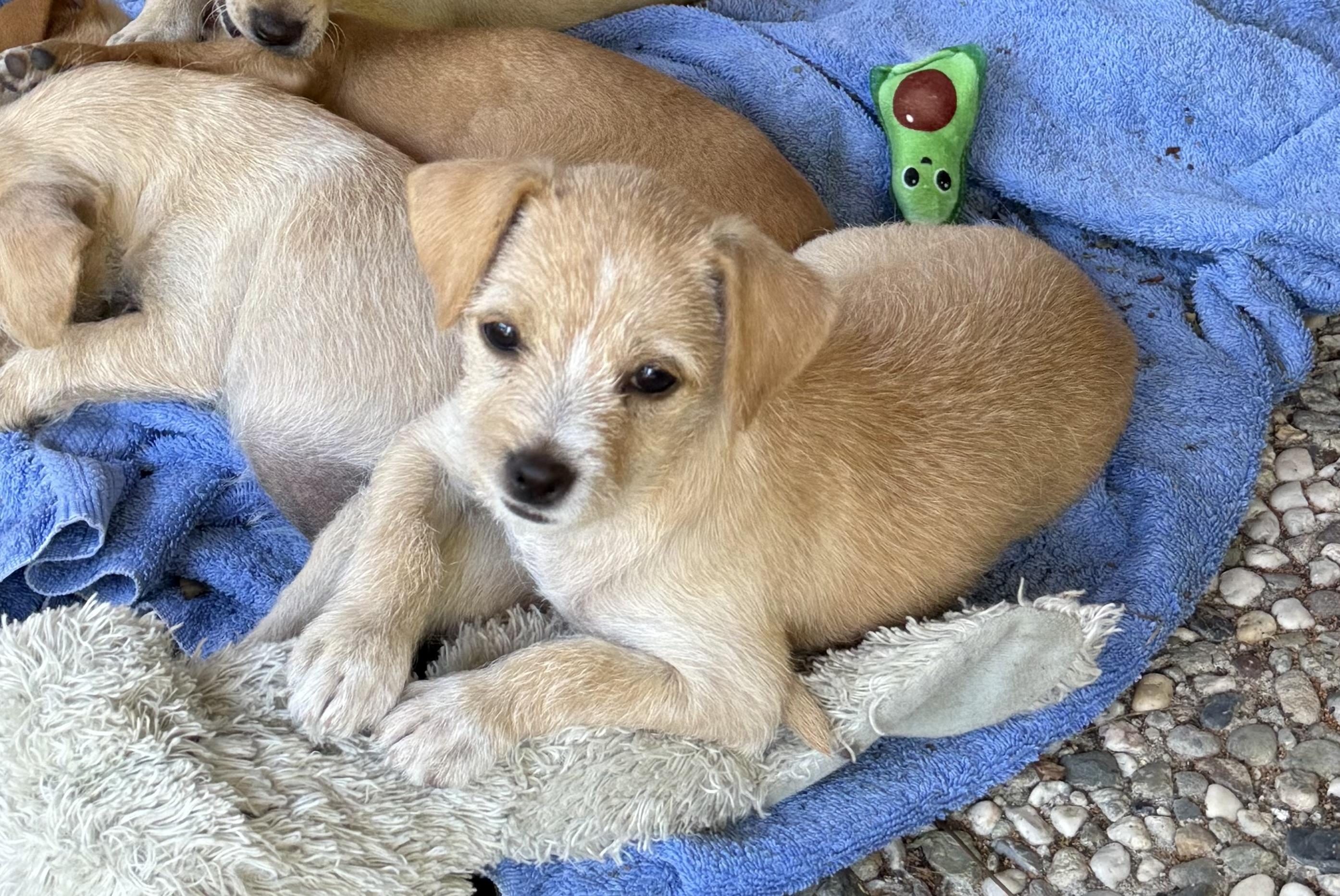 Sol (Sunshine Day Litter), a Adoptable mixed breed in Redwood City, CA image 1/4