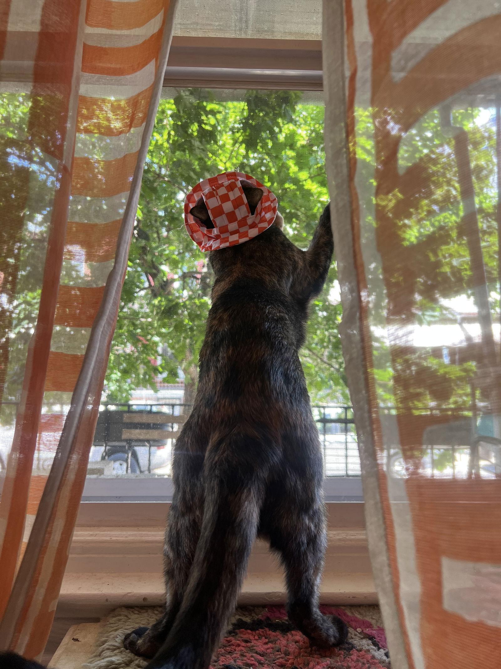 Enlarge Penny, a Adoptable Domestic Short Hair in Philadelphia, PA image 1/3